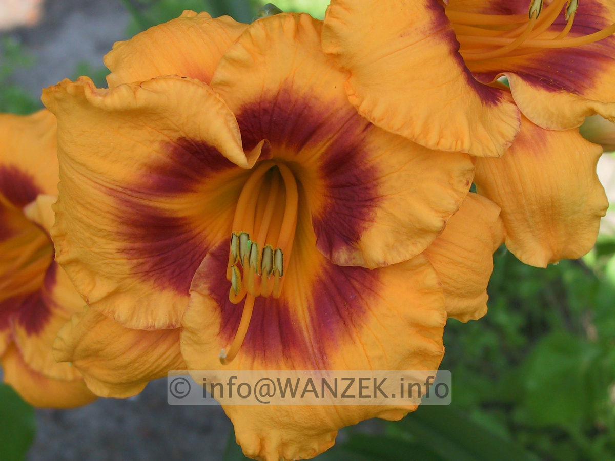 Hemerocallis Fooled Me 2.JPG